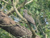 Chitwan Bird Watching Tour