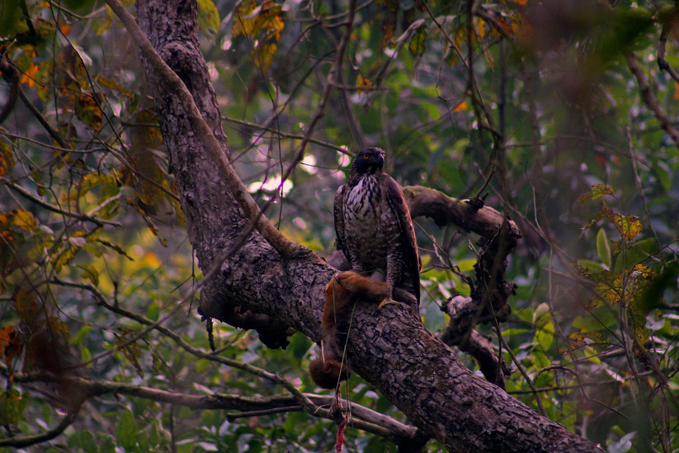 Langtang Gosaikunda Trek with Bird Watching