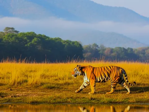 Himalayan wildlife trip