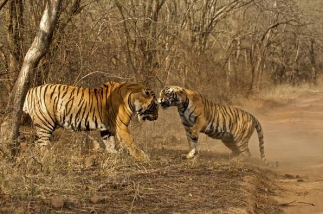 Tiger Tracking in Chitwan National Park